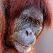 Tous en orange pour aider les Orang-outans 