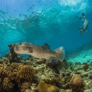 Great Barrier Reef 1-Day Snorkeling Trip