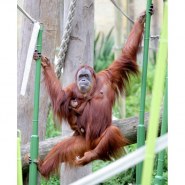 Turn Melbourne orange for Orangutans