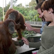 Turn Melbourne orange for Orangutans